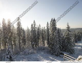 background forest winter 0009